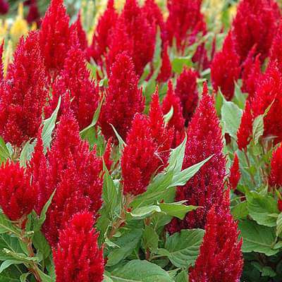 Paudha Celosia Red Seed(51 per packet)
