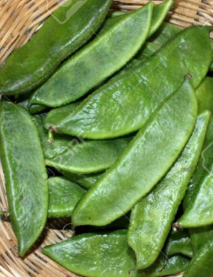 XOLDA Dolichos Seed(20 per packet)