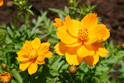 Paudha Cosmos Orange Seed(11 per packet)