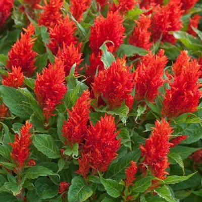 ME Traders Celosia Red Seed(26 per packet)