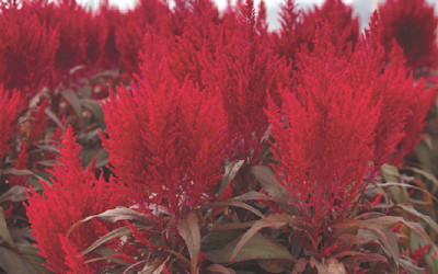 XOLDA Celosia Red Seed(50 per packet)
