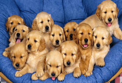 anshul internet point 45.72 cm PUPPY Self Adhesive Sticker(Pack of 1)