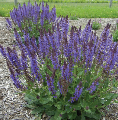 Jevik Salvia Blue Seed(40 per packet)