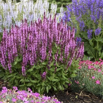 ginnienterpris Salvia Pink Seed(170 per packet)