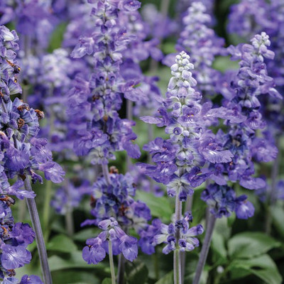 Paudha Salvia Blue Seed(26 per packet)
