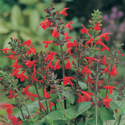 Paudha Salvia Red Seed(26 per packet)