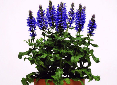 Paudha Salvia Blue Seed(40 per packet)