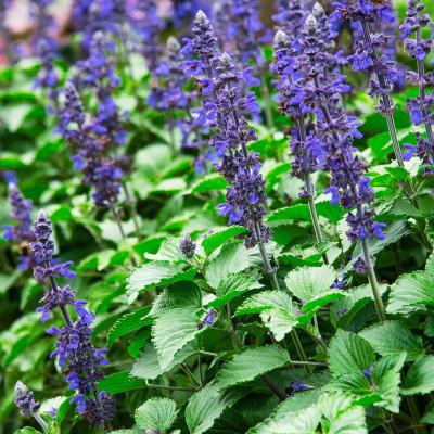 Paudha Salvia Blue Seed(31 per packet)