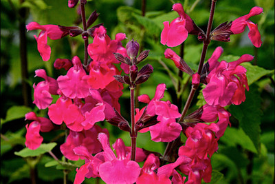 Paudha Salvia Pink Seed(27 per packet)