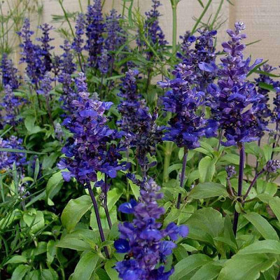 Paudha Salvia Blue Seed(26 per packet)