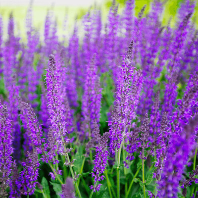 Paudha Salvia Blue Seed(31 per packet)