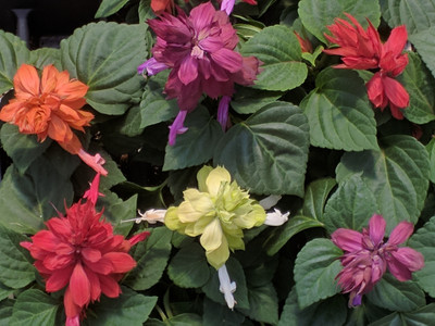 XOLDA Salvia Mixed Seed(15 per packet)