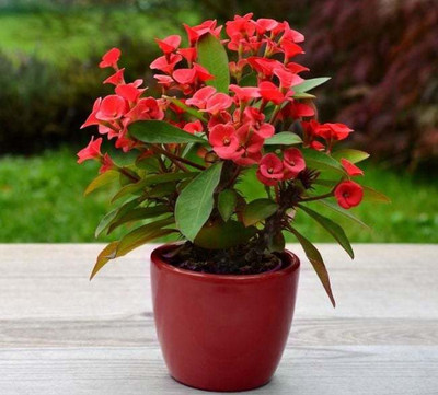 Cloud Farm Euphorbia Plant(Hybrid, Pack of 1)