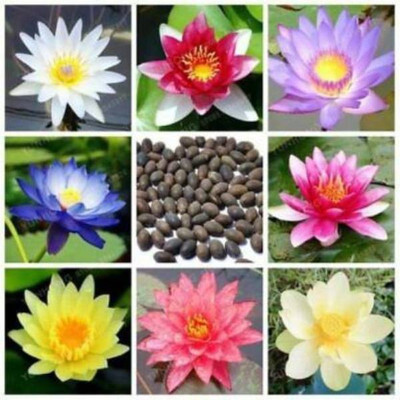 ROSEMERC 8 COLOUR LOTUS SEEDS Seed(32 per packet)