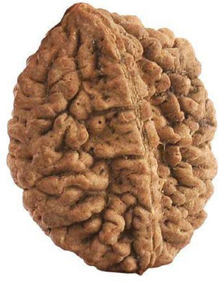 KUNDLI GEMS 2 Mukhi Rudraksha beads Natural And Original Shiv Shakti Beads Astrological Purpose Beads Wood