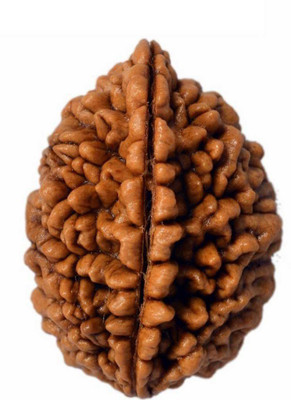 KUNDLI GEMS 2 Mukhi Rudraksha For Men Beads Wood