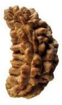RATAN BAZAAR 1 Mukhi Rudraksha beads Natural and Original Shiv Shakti Beads Astrological Purpose Beads Stone