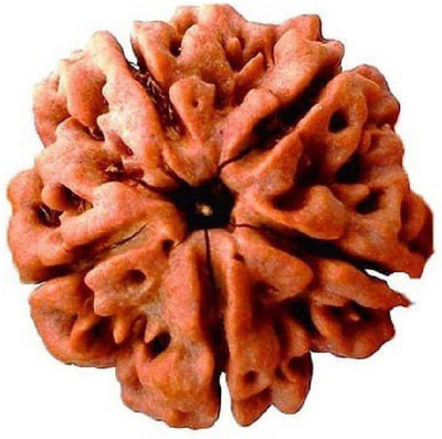 KUNDLI GEMS 5 Mukhi Rudraksha Beads Original Shiv Shakti Beads Beads Astrological Purpose Beads Wood