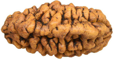 KUNDLI GEMS 1 Mukhi Rudraksha beads Natural and Original Shiv Shakti Beads Astrological Purpose Beads Wood