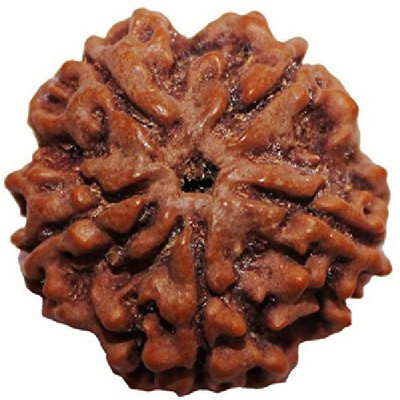 RATAN BAZAAR 5 Mukhi Rudraksha Beads Original Shiv Shakti Beads Beads Astrological Purpose Beads Stone