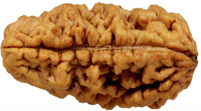 RATAN BAZAAR 1 Mukhi Rudraksha beads Natural and Original Shiv Shakti Beads Astrological Purpose Beads Wood