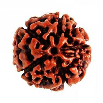 KUNDLI GEMS 5 Mukhi Rudraksha Beads Original Shiv Shakti Beads Beads Astrological Purpose Beads Wood