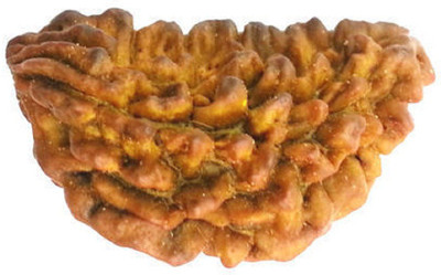 RATAN BAZAAR 1 Mukhi Rudraksha beads Natural and Original Shiv Shakti Beads Astrological Purpose Beads Stone