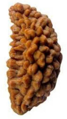 RATAN BAZAAR 1 Mukhi Rudraksha beads Natural and Original Shiv Shakti Beads Astrological Purpose Beads Stone
