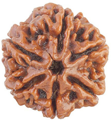 KUNDLI GEMS 6 Mukhi Rudraksha Beads Natural Shiv Beads Astrological Purpose Beads Wood