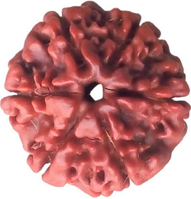 RATAN BAZAAR 6 Mukhi Rudraksha Beads Natural Shiv Beads Astrological Purpose Beads Stone