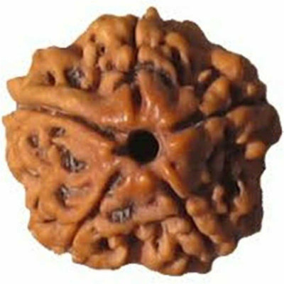 KUNDLI GEMS 5 Mukhi Rudraksha Beads Original Shiv Shakti Beads Beads Astrological Purpose Beads Wood