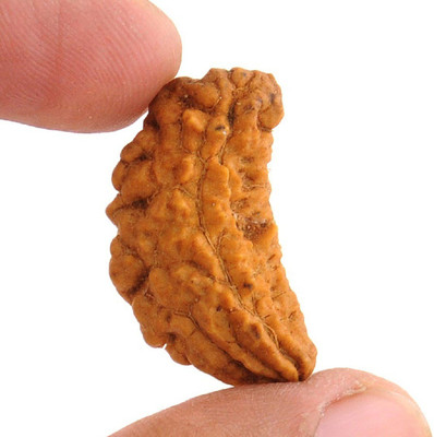KUNDLI GEMS 1 Mukhi Rudraksha beads Natural and Original Shiv Shakti Beads Astrological Purpose Beads Wood