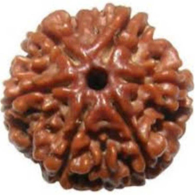 RATAN BAZAAR 6 Mukhi Rudraksha Beads Natural Shiv Beads Astrological Purpose Beads Wood
