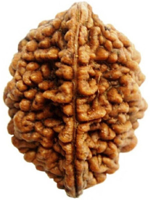 RATAN BAZAAR Products 2 Mukhi Rudraksha for Men Beads Stone