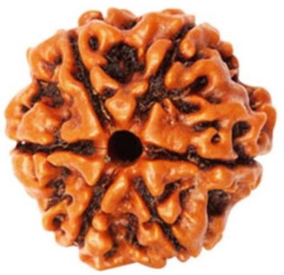 RATAN BAZAAR 6 Mukhi Rudraksha Beads Natural Shiv Beads Astrological Purpose Beads Stone