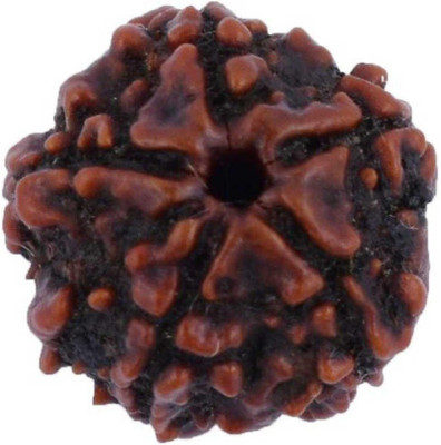 KUNDLI GEMS 5 Mukhi Rudraksha Beads Original Shiv Shakti Beads Beads Astrological Purpose Beads Wood