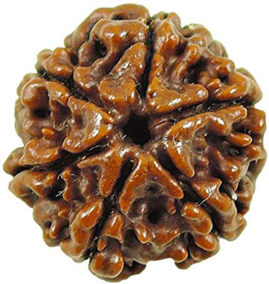 KUNDLI GEMS 6 Mukhi Rudraksha Beads Natural Shiv Beads Astrological Purpose Beads Wood