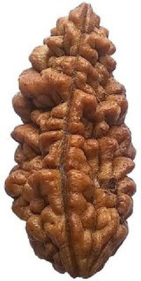 RATAN BAZAAR 1 Mukhi Rudraksha beads Natural and Original Shiv Shakti Beads Astrological Purpose Beads Stone