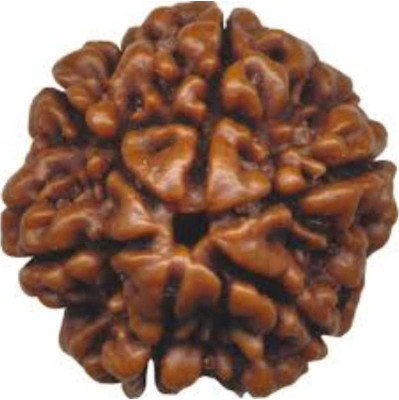 RATAN BAZAAR 6 Mukhi Rudraksha Beads Natural Shiv Beads Astrological Purpose Beads Stone