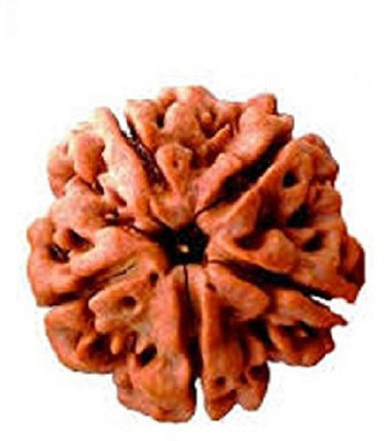 RATAN BAZAAR 5 Mukhi Rudraksha Beads Original Shiv Shakti Beads Beads Astrological Purpose Beads Stone