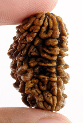 KUNDLI GEMS 1 Mukhi Rudraksha beads Natural and Original Shiv Shakti Beads Astrological Purpose Beads Wood