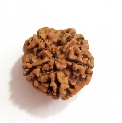 KUNDLI GEMS 5 Mukhi Rudraksha Beads Original Shiv Shakti Beads Beads Astrological Purpose Beads Wood