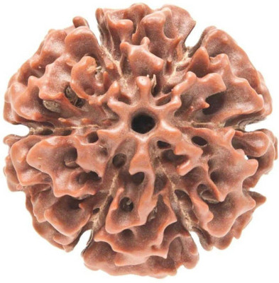 KUNDLI GEMS 6 Mukhi Rudraksha Beads Natural Shiv Beads Astrological Purpose Beads Wood