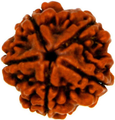 RATAN BAZAAR 5 Mukhi Rudraksha Beads Original Shiv Shakti Beads Beads Astrological Purpose Beads Wood