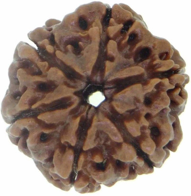 RATAN BAZAAR 6 Mukhi Rudraksha Beads Natural Shiv Beads Astrological Purpose Beads Wood