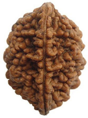 RATAN BAZAAR 2 Mukhi Rudraksha beads Natural And Original Shiv Shakti Beads Astrological Purpose Beads Stone