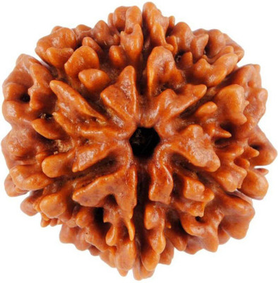 KUNDLI GEMS 6 Mukhi Rudraksha Beads Natural Shiv Beads Astrological Purpose Beads Wood