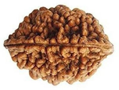 RATAN BAZAAR Natural 2 Mukhi Rudraksha & Beautiful Beads Stone