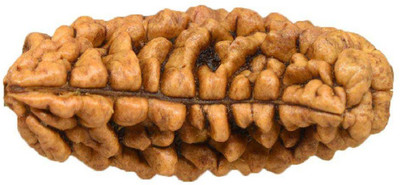 RATAN BAZAAR 1 Mukhi Rudraksha beads Natural and Original Shiv Shakti Beads Astrological Purpose Beads Stone