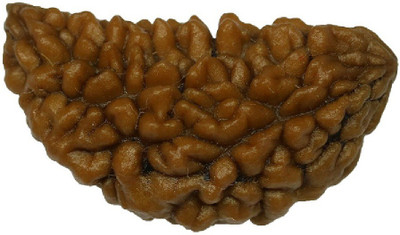 KUNDLI GEMS 1 Mukhi Rudraksha beads Natural and Original Shiv Shakti Beads Astrological Purpose Beads Wood